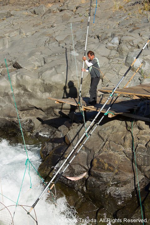 20121005-salmon-332