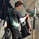 20121005-salmon-374