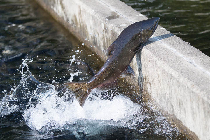A salmon leaps out of a holding pond at the Spring Creek National Fish Hatchery.