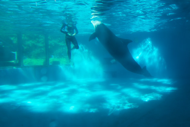 Hawaii Ocean Theatre dolphin with animal trainer