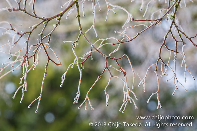 Ice crystals on Japanese Maple Tree